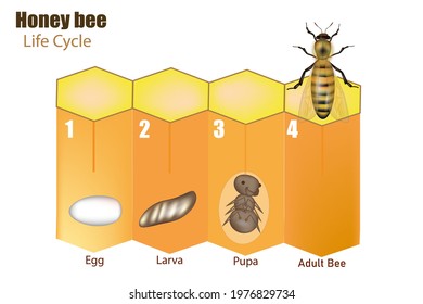 Honey bee life cycle. Stages of development of the bee