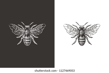 Honey Bee Logo. Hand Drawn Engraving Vintage Style Illustrations.