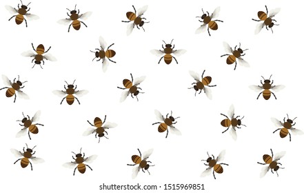 Honey bee nature illustration print vector 