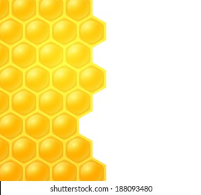 honey bee on white background