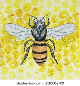  honey bee on white background vectorl illustration 