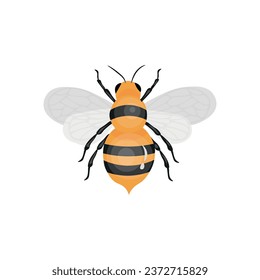 Abeja de miel sobre fondo blanco