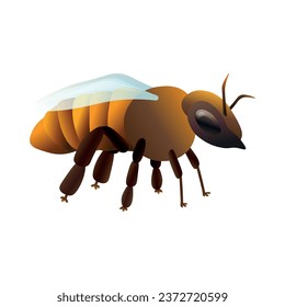 Honey bee on white background