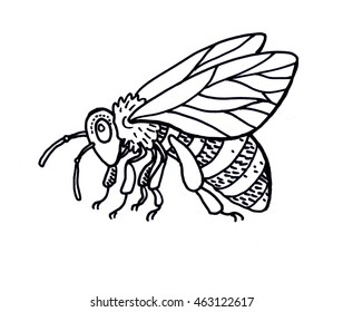 The honey bee white background  Isolated  Line graphic art  Insect  animal  nature  Wings 