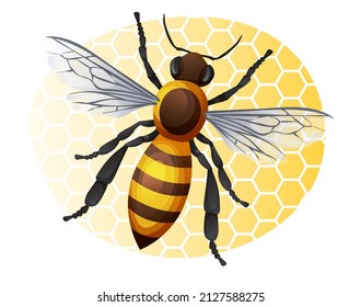 Honey Bee On Yellow Background Striped Stock Vector (Royalty Free ...