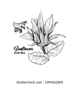Honey bee on young flower bud, hand drawn vector illustration. Floral ink sketch. Sunflower clipart. Stylized engraved drawing. Isolated monocolor beekeeping design element. Bumblebee outline logo