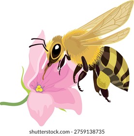 Honey bee pollinating pink flower isolated on white background. Vector illustration of a bee collecting nectar