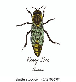 Honey bee queen (female) drawing, high quality vintage engraved color illustration style, hand drawn doodle, sketch, vector with inscription, element for design