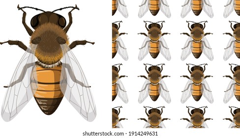 Honey Bee And Seemless Background Illustration