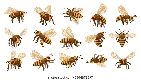 Honey bee set. Cartoon flying insects, winged honeybee, cute striped bumblebee insects flat vector illustration collection. Bee insects