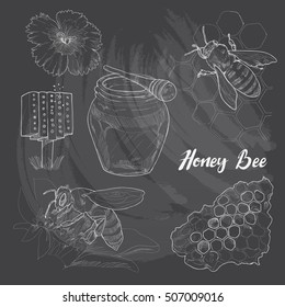Honey bee set. Hand drawn illustrations chalk drawing style.