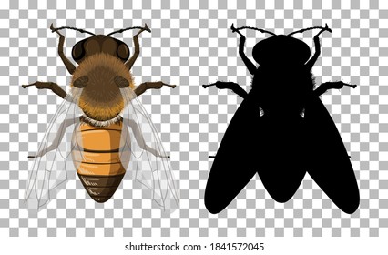 Honey bee with its silhouette on transparent background illustration