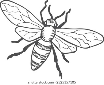 Honey bee sketch. Hand drawn insect icon