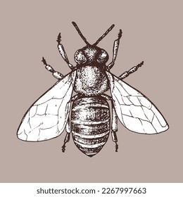 Honey bee sketch. Hand-drawn vector illustration. Vintage drawing.