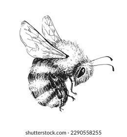 Honey bee sketch on white background. Flying insect. Vintage drawing, outline vector etching.	