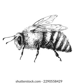 Honey bee sketch in profile on white background. Vintage drawing, outline vector etching.	