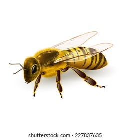 Honey Bee Striped Wasp Insect Realistic On White Background Vector Illustration