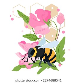 Honey bee with sweet pea flowers, leaves and honeycomb vector illustration isolated on white background. Summer time