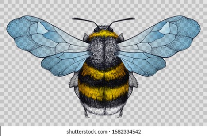 Honey bee tattoo. Bee with blue wings. Illustration on transparent background. Symbol of diligence, economy, purity, immortality, fertility and chastity. Illustration for stylish t-shirt