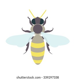 Honey bee template. Insect icon design. Isolated vector illustration can be used as a logo, icon, pictogram or infographic element.