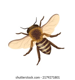 Honey bee, top view vector illustration. Cartoon isolated honeybee with wings, antennae on head with fur and buzz, wild or farm insect and social animal from swarm, small pollinator of flowers