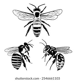 Honigbiene transparent Silhouette Illustration 