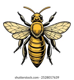 Honey bee vector drawing. Hand drawn isolated insect sketch. Carving style illustrations.