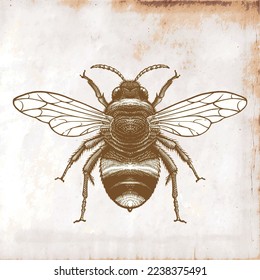 Honey bee vector engraving illustration