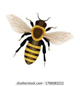 Honey bee vector icon.Cartoon vector icon isolated on white background honey bee.