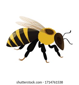 Honey bee vector icon.Cartoon vector icon isolated on white background honey bee.