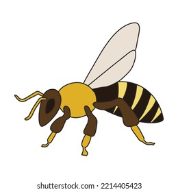 Honey bee vector icon.Color vector icon isolated on white background honey bee.