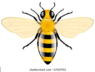 Honey Bee, vector illustration