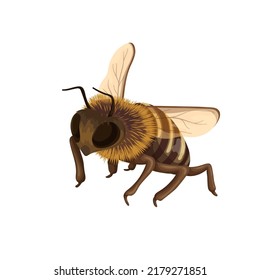 Honey Bee Vector Illustration. Cartoon Isolated Flying Honeybee In Cute Fluffy Yellow And Black Jacket, With Two Wings And Stinger, Busy Pollinator Worker Of Summer And Spring Wild And Garden Flowers