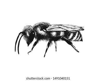 Honey bee vector illustration in engraving style isolated on white background