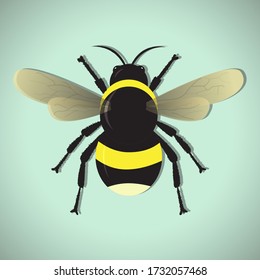 honey bee vector illustration eps 10
