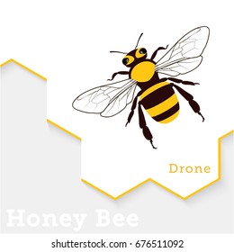 Honey Bee Vector Illustration Isolated on White