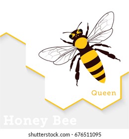 Honey Bee Vector Illustration Isolated on White