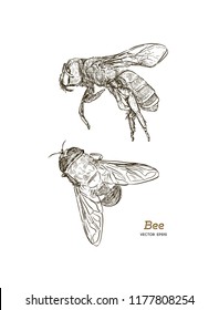 Honey bee vintage vector drawing. Hand drawn isolated insect sketch. Engraving style illustrations. Great for logo, icon, label, packaging design.
