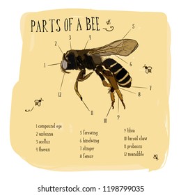 Honeybee Images, Stock Photos & Vectors | Shutterstock