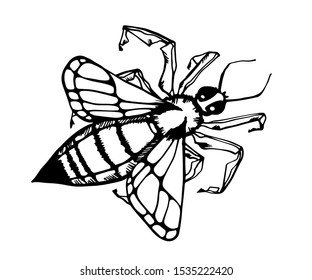 Honey bee vintage vector drawing. Hand drawn isolated insect sketch. vector illustrations. Great for logo, icon, label, packaging design.