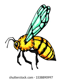 Honey bee vintage vector drawing. Hand drawn isolated insect sketch. Color illustrations. Great for logo, icon, label, packaging design.