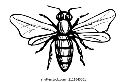 Honey Bee Vintage Vector Drawing. Hand drawn engraving illustration of insect isolated on white background. Black and white sketch of tree honeybee. Great for logo, label, icon, packaging design.