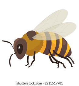 Abeja de miel con alas, ojos de garras y antenas vectoriales de ilustración plana. Aspersión natural animal botánica con insecto rayado negro amarillo volador. Buzsing bug colve néctar verano apicultura de granja orgánica