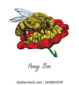 Honey bee worker collecting pollen on red flower, drawing, high quality vintage engraved illustration style, hand drawn doodle, sketch, vector with inscription, element for design