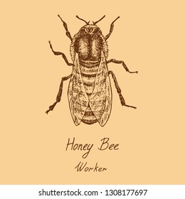 Honey bee worker drawing, high quality vintage engraved illustration style, hand drawn doodle, sketch, vector with inscription, warm colors palette, element for design