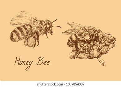 Honey bee worker flying with collected pollen and on flower, drawing set, hand drawn doodle, sketch, vector with inscription, warm colors palette, element for design