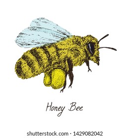 Honey bee worker flying with collected pollen drawing, color hand drawn doodle, sketch, vector with inscription,  element for design