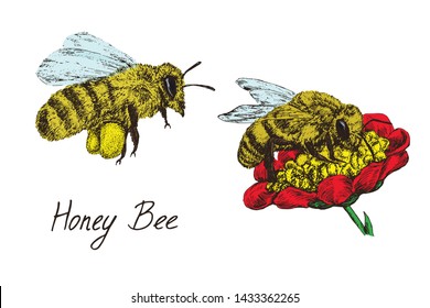 Honey bee worker flying with collected pollen and on red flower, drawing set, hand drawn doodle, sketch, vector with inscription, element for design
