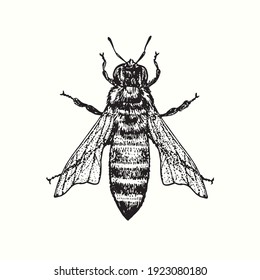 Honey Bee Worker, Top View. Ink Black And White Drawing. Vector Illustration