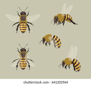 Honey Bees, different views